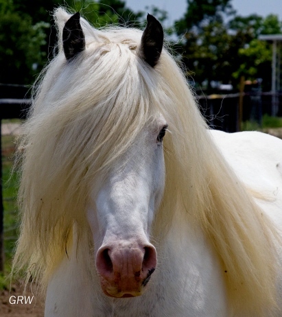 This horse has everything that a top class Gypsy should have, he is spirited, intelligent with a great sense of humor tempered by a genuine, kind and gentle nature.